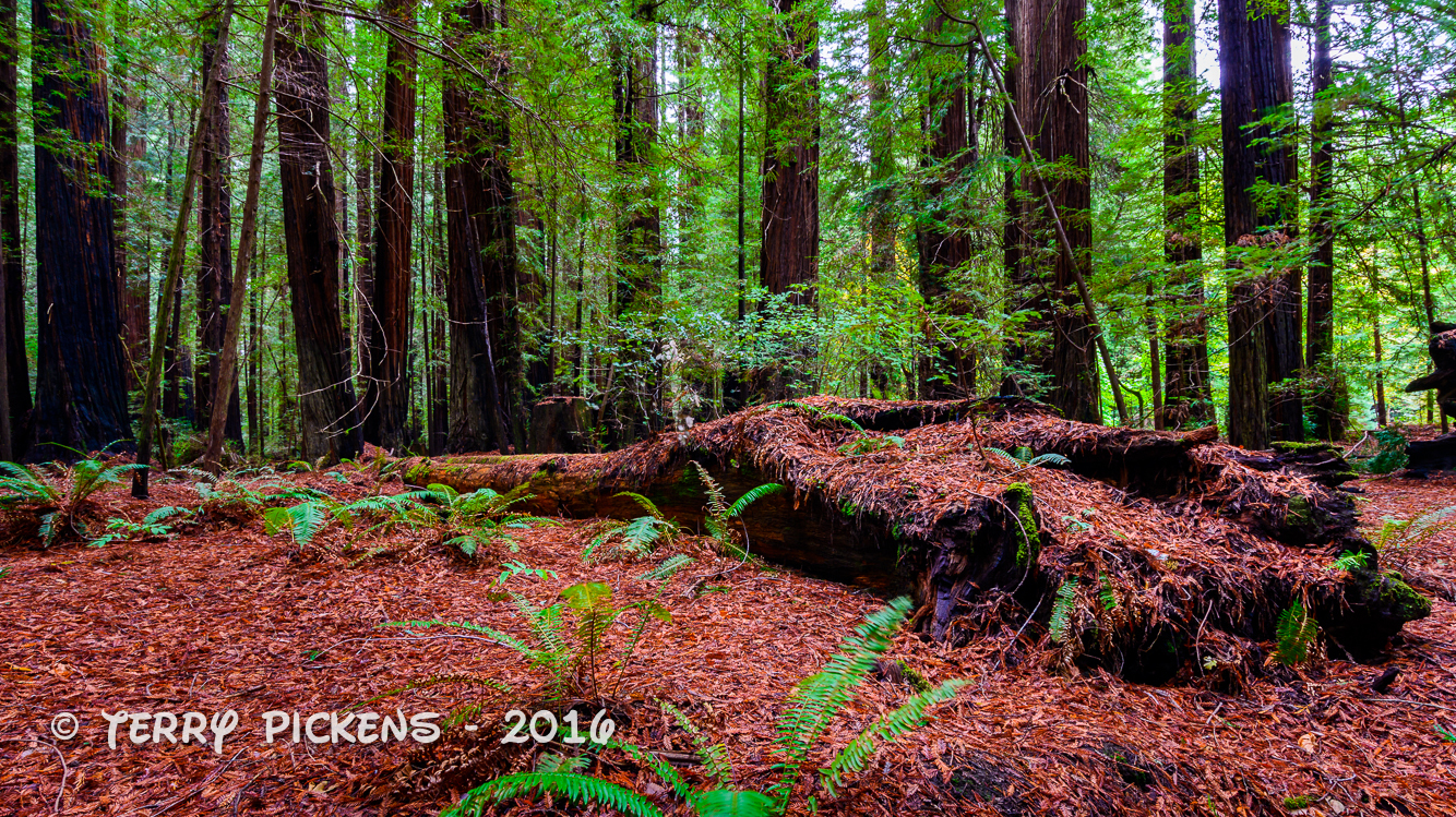 Short Story | Beyond The Trees: A Ghost Story Written By Samantha James