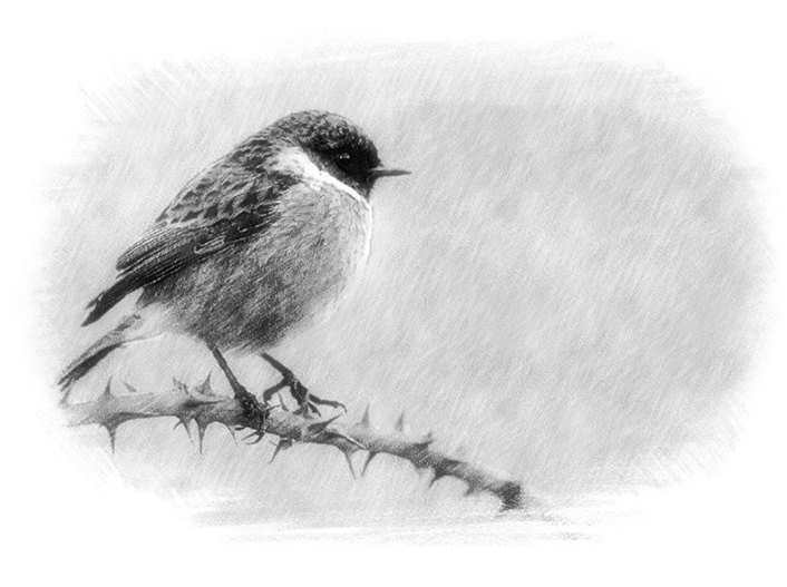 Short Story | Thorns That Cut: A Murderous Betrayal Written By Samantha James